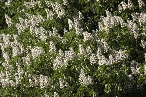Blooming chestnut as a background for design Fotos Stock
