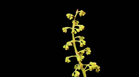 Blooming chestnut branches flower buds ALPHA matte. (Castanea Mill.) Stock Footage 59141601