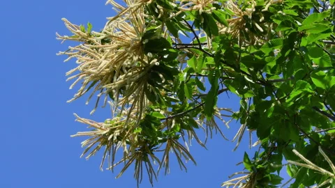 Blooming chestnut branches sway in the wind against the blue sky. Video stock 197768053