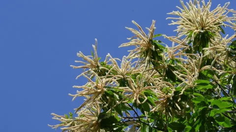 Blooming chestnut branches sway in the wind against the blue sky. Stock Footage 197768377
