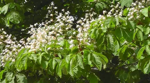 Blooming chestnut Video stock 11057696