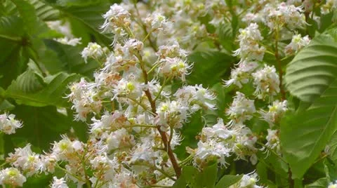 Blooming chestnut Stock Footage 11057722