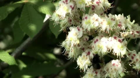 Blooming chestnut Stock Footage 11069871