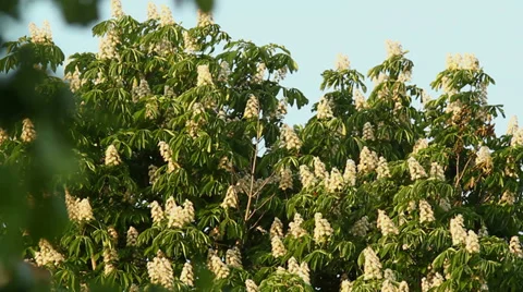 Blooming Chestnut Stock Footage 38285159