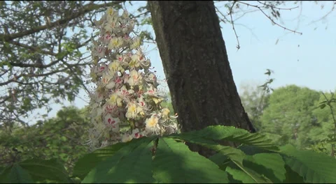 Blooming chestnut 스톡 동영상 38784612