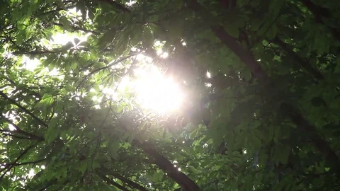 Blooming chestnut Video stock 83772449