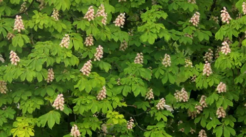 Blooming chestnut moving in the wind a Stock Footage 38014629