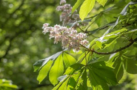 Blooming chestnut in a park in Sofia. Stock Photos