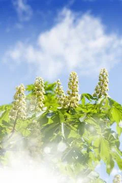 Blooming chestnut Stock Photos