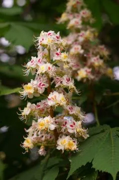 Blooming chestnut Stock Photos