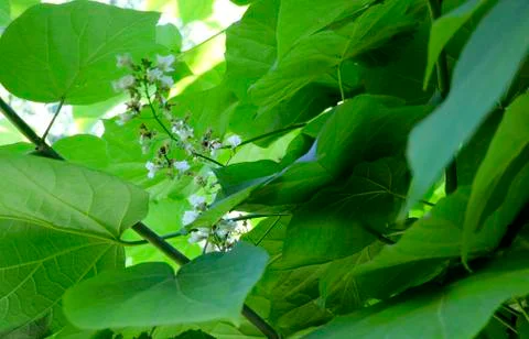 Blooming chestnut Stock Photos