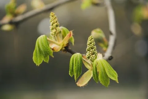 Blooming of chestnut 写真素材