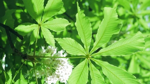 Blooming chestnut in spring. Rotation of the camera. Stock Footage 108726436