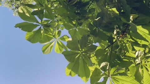 A blooming chestnut tree against the blue sky in spring. Stock Footage 241751610
