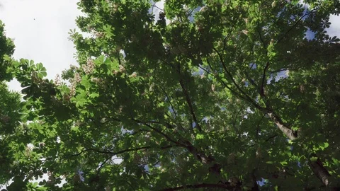 A blooming chestnut tree and clouds are flying over it Stock Footage 108040321