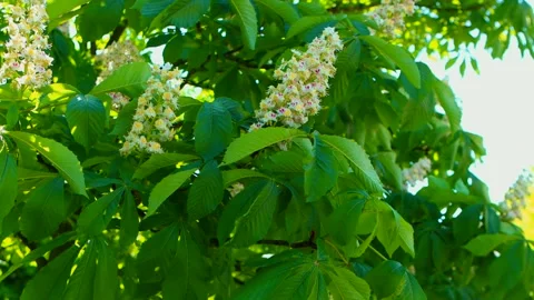 Blooming chestnut tree background. Spring concept footage. Video stock 267987440