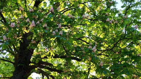 Blooming chestnut tree branches, springtime Stock Footage 336902001