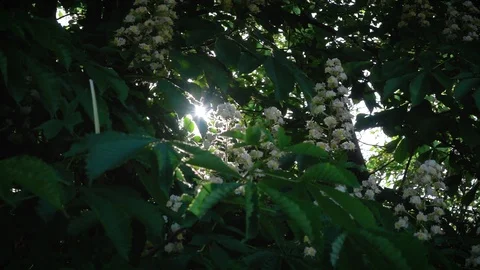 Blooming Chestnut Tree Flowers Stock Footage 107970045