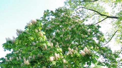 Blooming chestnut tree Stock Footage 37367769