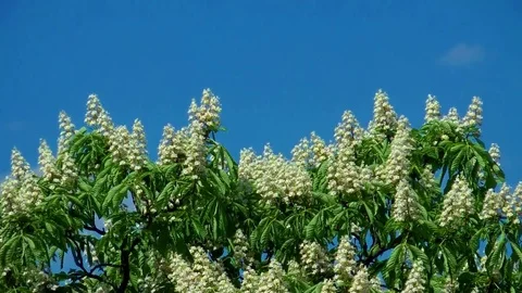 Blooming chestnut tree Video stock 72146547