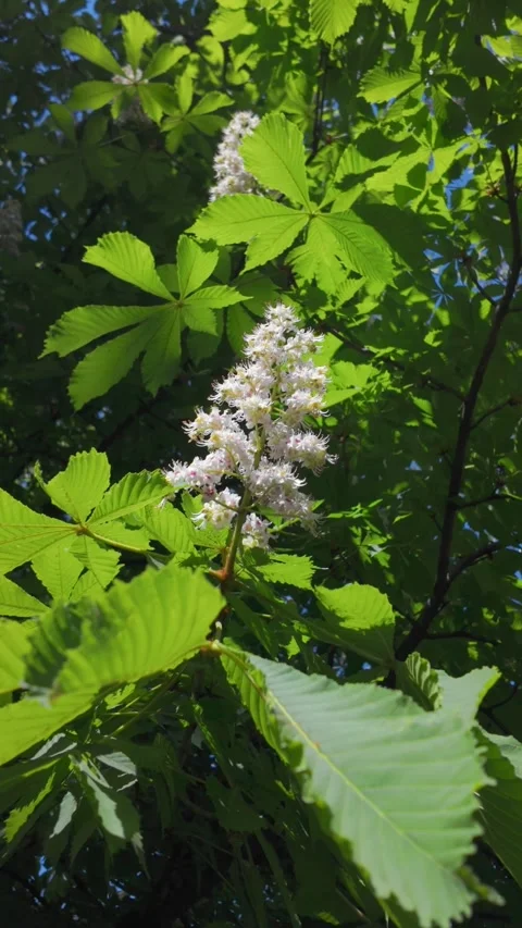 Blooming chestnut tree with green leaves background Stock Footage 308326407