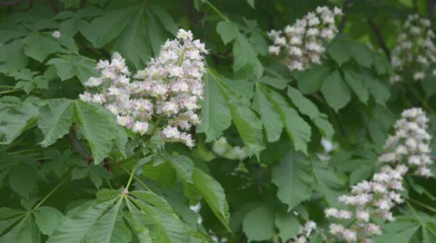 Blooming chestnut tree - moving blossoms Stock Footage 37935255