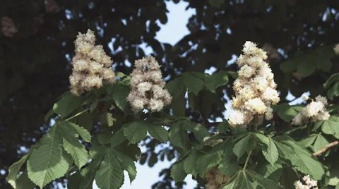 Blooming chestnut tree slow motion Stock Footage 57319594
