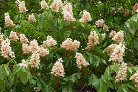 Blooming chestnut tree in springtime Stock Photos