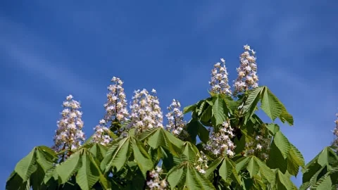 Blooming chestnut tree at sunset Stock Footage 335079767