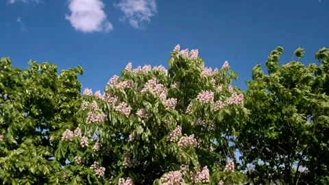 Blooming chestnut tree at sunset Stock Footage 335804544