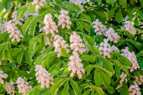 Blooming chestnut tree at sunset 写真素材