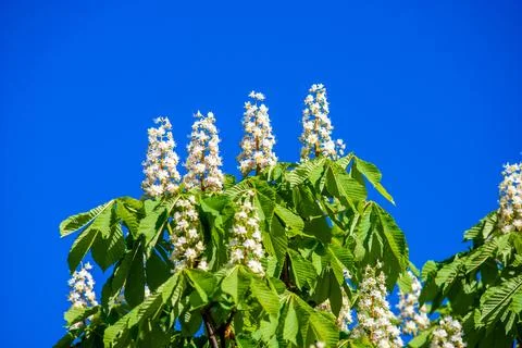 Blooming chestnut tree at sunset Stock-Fotos
