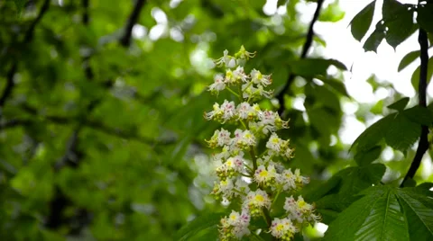 Blooming chestnut tree with water drops on it Stock Footage 62453989
