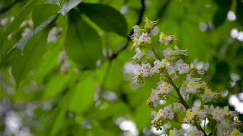 Blooming chestnut tree with water drops on it Stock Footage 62454001