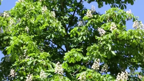 Blooming chestnut tree with white flower clusters against green foliage Stock Footage 309162205