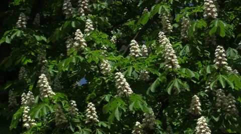 Blooming Chestnut Tree in the Wind Stock Footage 50098603