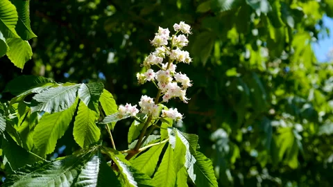 Blooming chestnut trees against the sky. Selective focus. Stock Footage 237104929