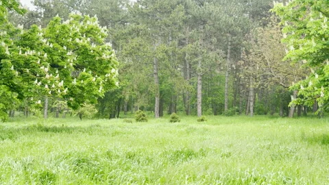 Blooming Chestnut Trees Frame a Lush Green Meadow Before a Dense Forest Stock Footage 335112694