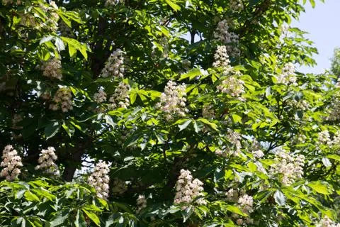 Blooming chestnuts Stock Photos