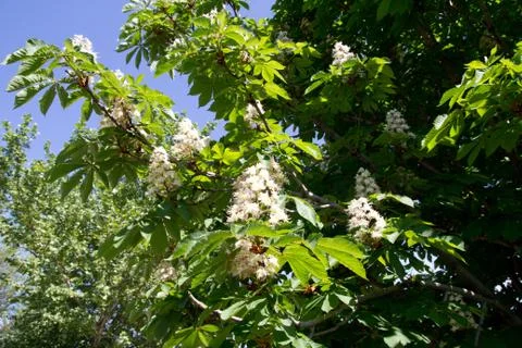 Blooming chestnuts Stock Photos