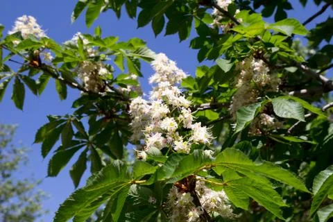 Blooming chestnuts Stock Photos