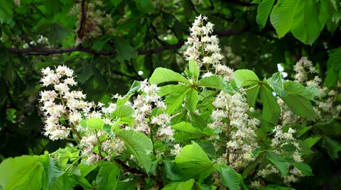 Blooming chestnuts sways light spring breeze. Stock Footage 38866951