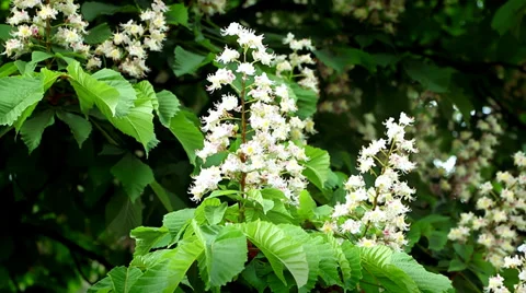 Blooming chestnuts sways light spring breeze Stock Footage 38868375