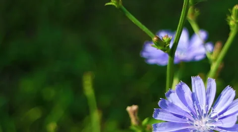 Blooming chicory close up. Coffee substitute. Stock Footage 69031355