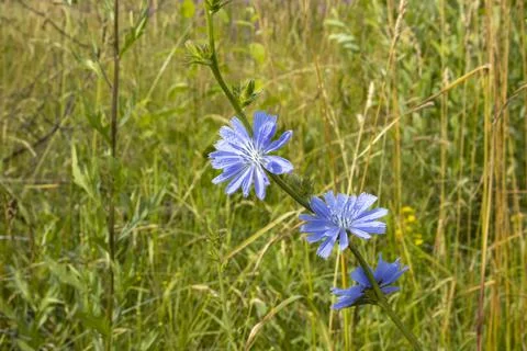 Blooming chicory close-up, for packaging and design. Foto stock