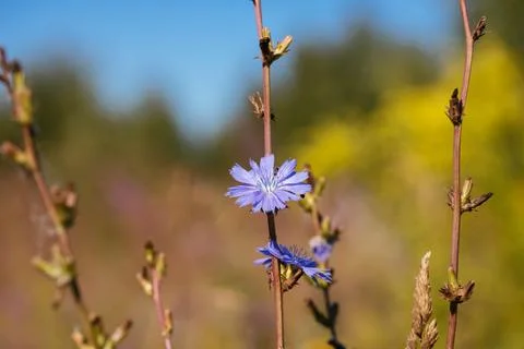 Blooming chicory flower in a field. Healthy blue wildflower. Stock Photos