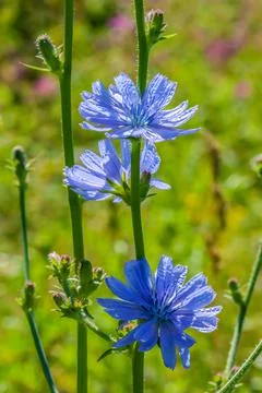 Blooming chicory grows in a meadow of beautiful wildflowers. It is used as a Stock Photos