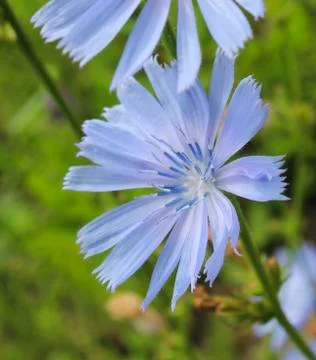 Blooming chicory Stock Photos