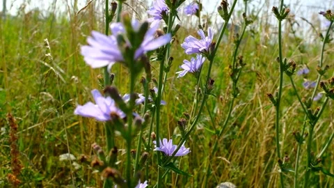 Blooming chicory swaying in the wind. Flowers of wild chicory endive Stock Footage 163967435