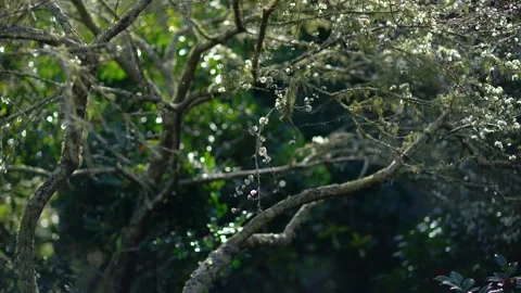 Blooming chinese cherry tree with spider web. Stock Footage 131362078